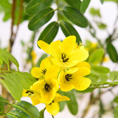 Artificial cassia flowering tree yellow home deco hotel office potted tree