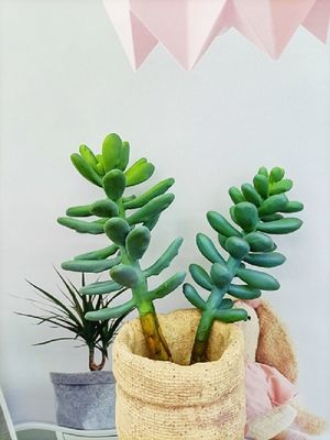 OEM Green Artificial Succulent Plant Lovely Office Desk Decoration