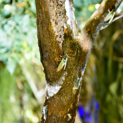 B Style Large Artificial Ficus Tree Custom Height Shopping Mall Foliage Tree Natural Looking