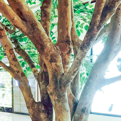 B Style Large Artificial Ficus Tree Custom Height Shopping Mall Foliage Tree Natural Looking